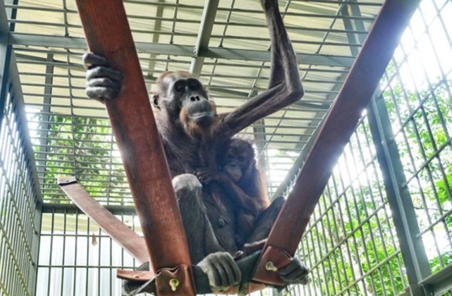 Viral Orangutan Kurus di Jalan Tambang Kutim Kaltim Kini Pulih, Kisahnya Menyayat Hati