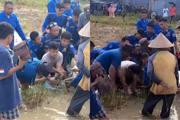 Buaya Masuk Sawah, 20 Personel Dikerahkan di Kampung Kokoa Pangkep