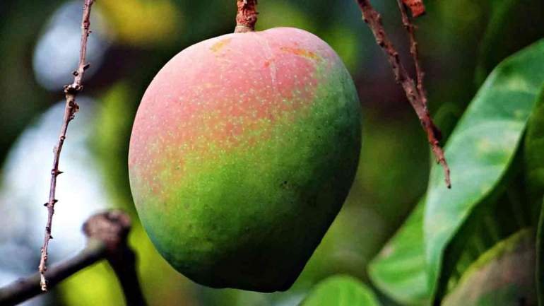 Mangga Kasturi, Flora Ikon Kalimantan yang Telah Punah di Alam Liar