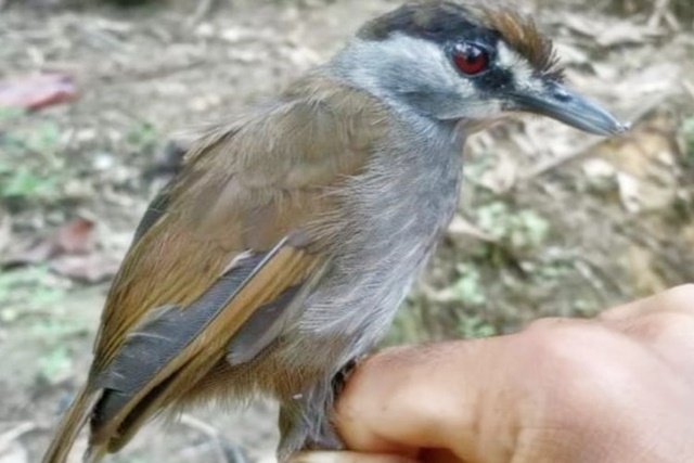 Hilang 170 Tahun, Burung Pelanduk Kalimantan Muncul Lagi