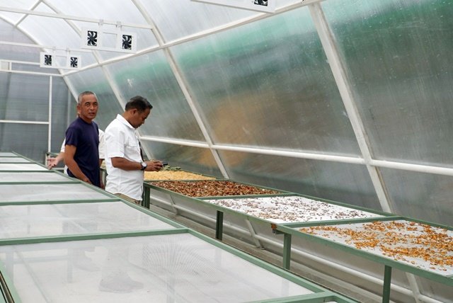 Inovasi Smart Dryer System jadi Solusi Petani Talas Beneng Samboja