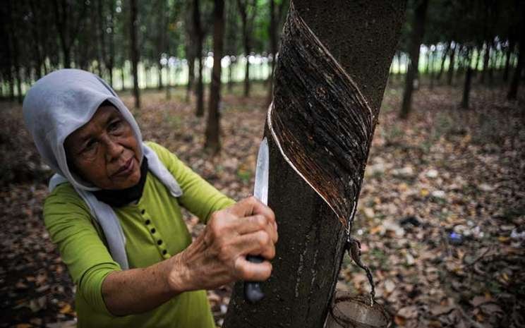 Investasi Karet di Kutai Barat Menjanjikan
