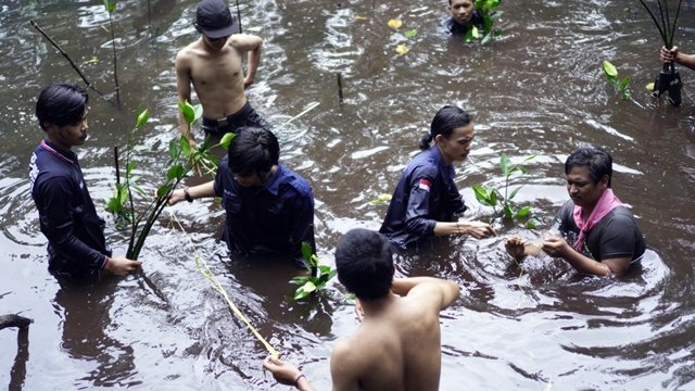 Peringati Milad ke-10, Mapala Stitek Tanam 250 Pohon Bakau