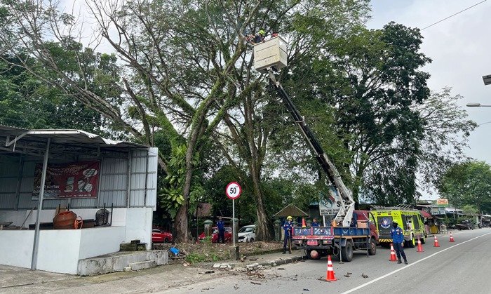 Nyaris Tumbang! Pohon Mati Ancam Pengendara di Bontang