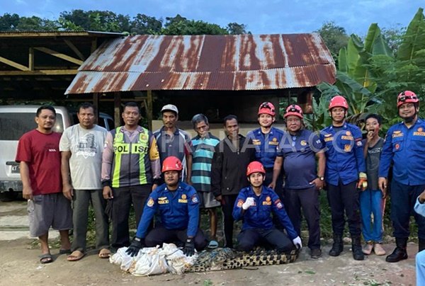 Buaya Masuk Kebun Warga, Damkartan Bontang Berhasil Evakuasi Satu Jam