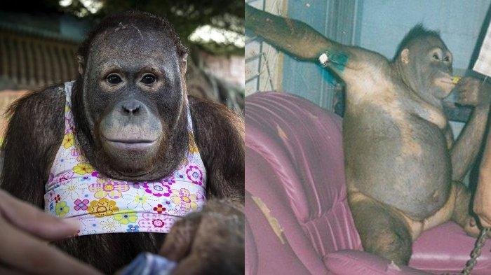 Kisah Pilu Orang Utan di Kalimantan: Dijadikan Budak Nafsu, Didandani seperti Wanita