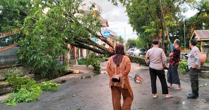 Pohon Tumbang di Pangkep, Akses Jalan Sempat Lumpuh