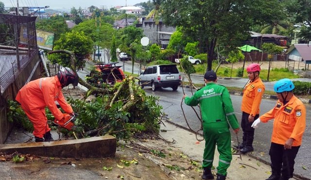 Hujan Deras Disertai Angin Kencang, Pohon Tumbang Tutup Jalan S Parman Bontang