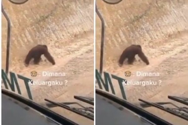 Viral! Video Orangutan Bingung Cari Habitatnya