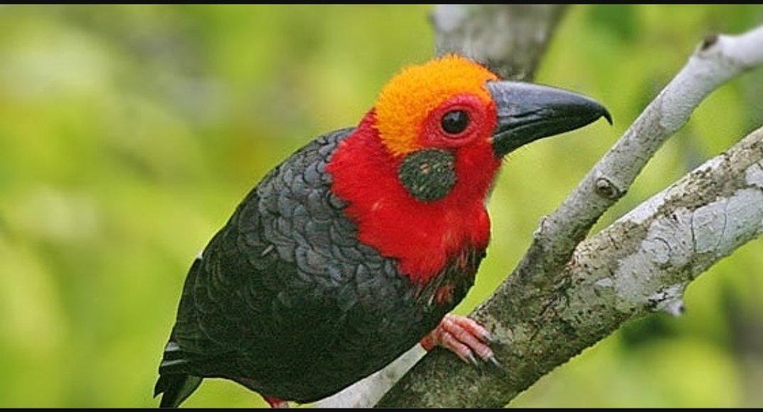 Tiong Batu Kalimantan, Burung Endemik dengan Suara Mirip Klakson