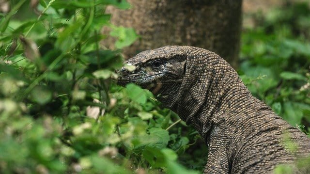 Empat Pria Ini Nekat Perkosa Biawak Lalu Memakannya