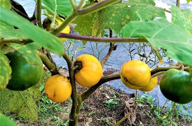 Warga Kenal sebagai Obat Kanker, 'Terong Dayak' Ternyata Spesies Baru Temuan BRIN