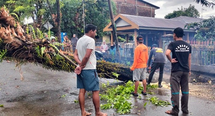 Pohon Tumbang di Pangkep, Akses Jalan Sempat Lumpuh