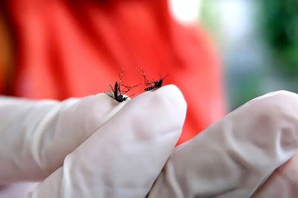 Target 60 Persen, Diskes Kaltim Percepat Penyebaran Nyamuk Wolbachia di Bontang untuk Kendalikan DBD