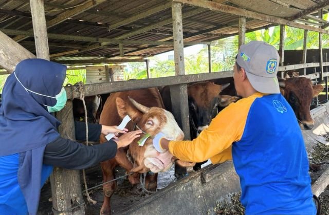Ribuan Hewan Kurban Mulai Masuk Bontang, Waspadai Penyakit Ternak