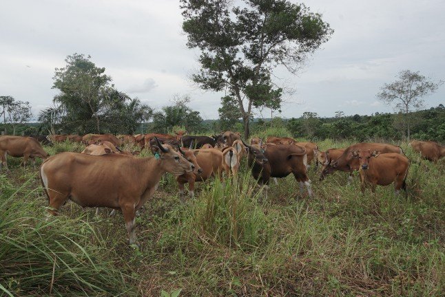 Pusat Pengembangan Peternakan Sapi di Muara Kaman, Diproyeksi Pemasok Daging IKN Nusantara