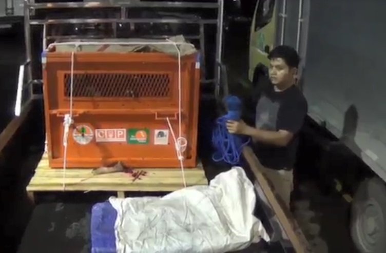 Penyelundupan Orang Utan ke Filipina Digagalkan
