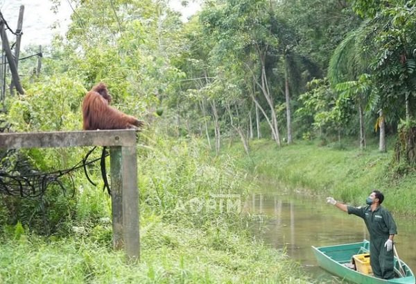28 Orangutan Kembali ke Pelukan Hutan Kaltim Sepanjang 2025