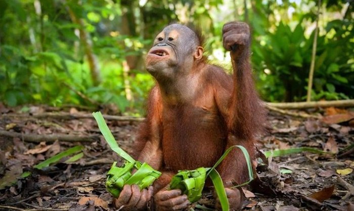Idulfitri Unik di Berau Kaltim, Bayi Orang Utan ‘Berburu’ Ketupat