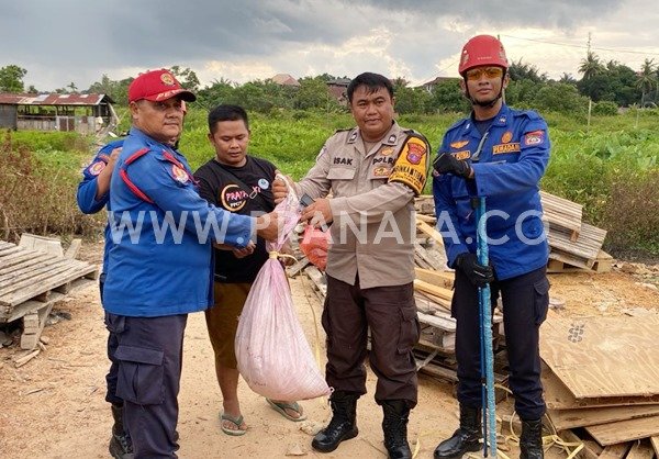 Disdamkartan Bontang Tangkap Ular Piton dan Cobra dalam Hitungan Menit