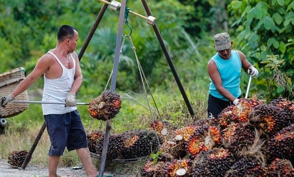 Harga TBS Kelapa Sawit Kaltim Naik Lagi, Menjadi Rp2.945,7 per Kg