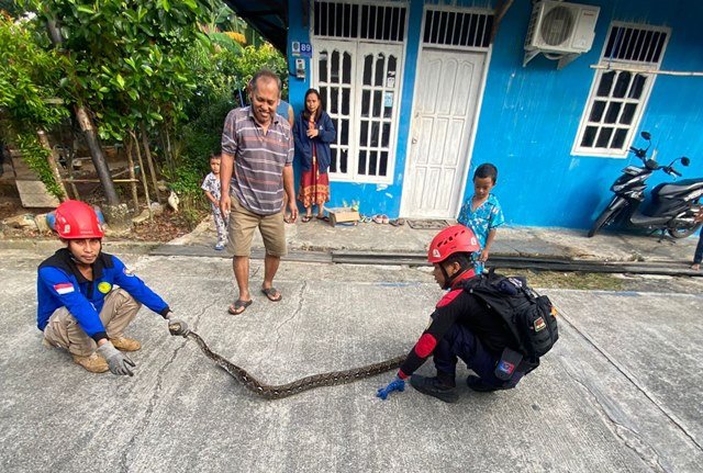 Ular Piton 3 Meter Gegerkan Warga Bontang Pagi Hari