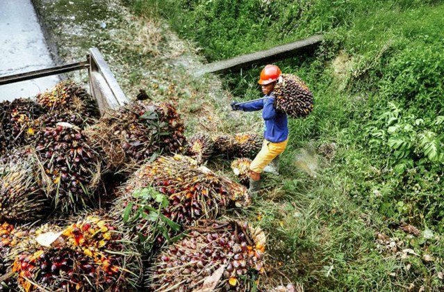 Bupati Kutim Terbitkan SE, Larang Pabrik Sawit Mainkan Harga TBS Petani