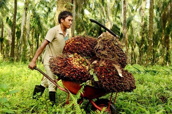 Harga TBS Kelapa Sawit Kaltim Naik jadi Rp3.266 per Kg