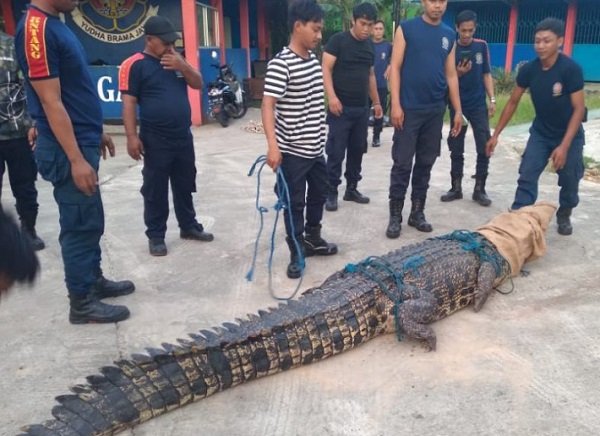 Hindari Korban Lebih Banyak, Faisal Kembali Suarakan Pembangunan Penangkaran Buaya di Bontang