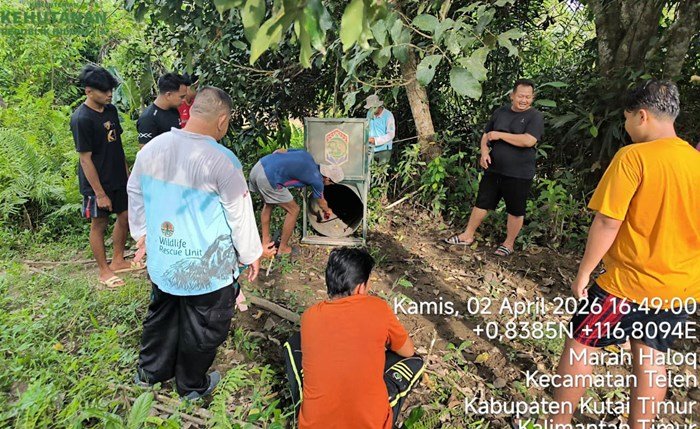 Beruang Madu Masuk Permukiman Kutim, BKSDA Kaltim Pasang Kandang Jebak