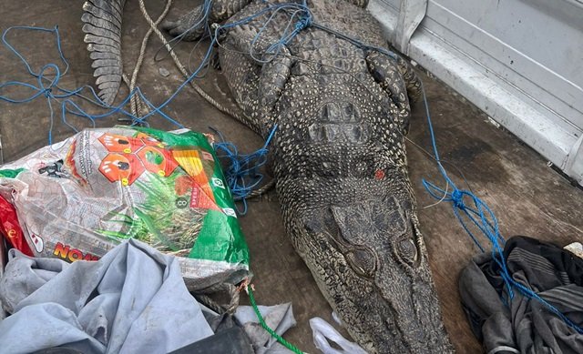 Buaya 2 Meter Masuk Permukiman Warga Bontang, Dievakuasi Hampir 1 Jam