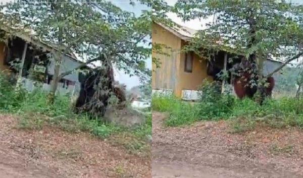 Viral! Video Orangutan Besar di Pemukiman Kalimantan Timur Hebohkan Media Sosial