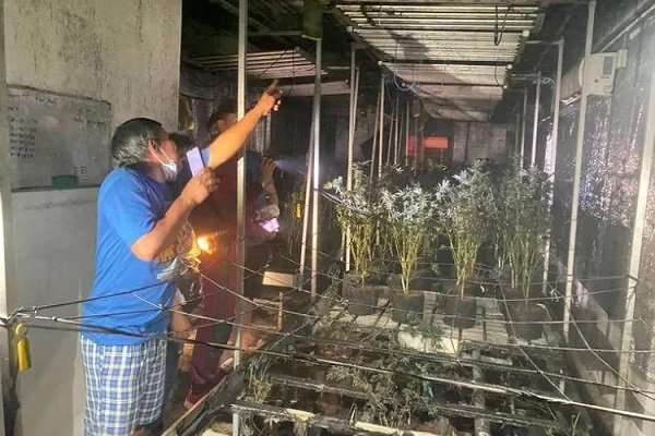 Kebun Ganja Terbakar, Warga Kampung Ngefly Ramai-Ramai