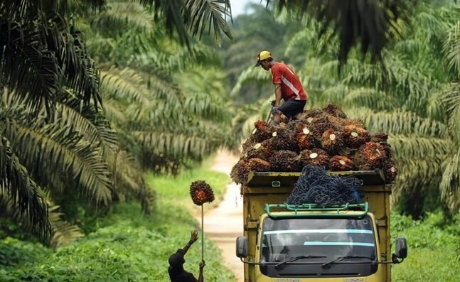 Harga TBS Sawit Kaltim Turun Signifikan