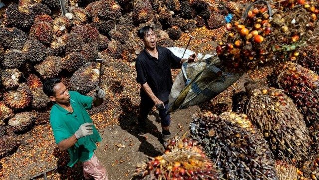 Kabar Baik untuk Petani! Harga TBS Kelapa Sawit di Kaltim Naik