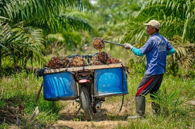 Gandeng Polda Kaltim, Pemkab Kutim Panggil Pabrik Nakal yang Mainkan Harga TBS Sawit