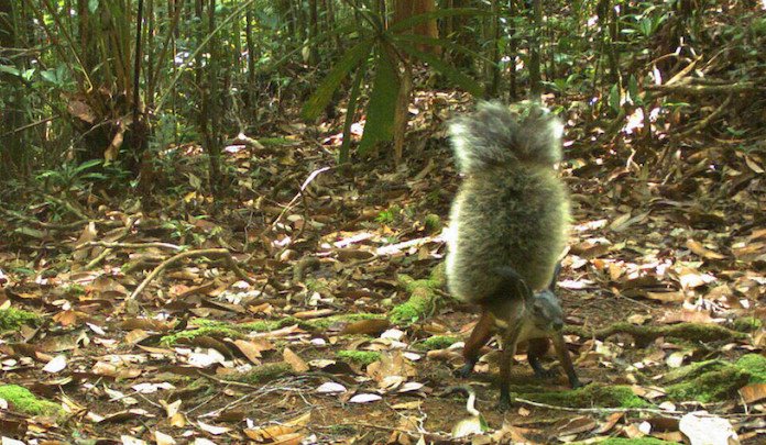 Misteri Tupai Penghisap Darah Pemangsa Kijang yang Hidup di Belantara Kalimantan