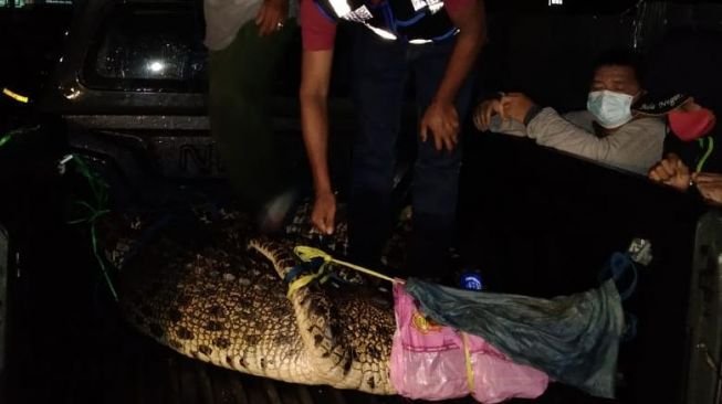 Evakuasi Sempat Molor, Buaya di Bontang Berhasil Dievakuasi