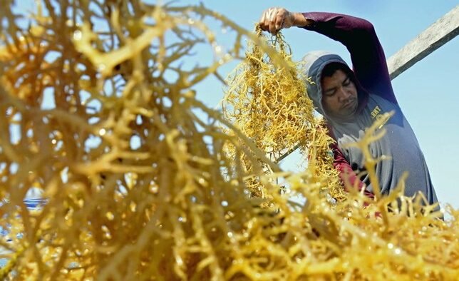 Bontang Siap Lepas Ketergantungan Migas, Rumput Laut jadi Andalan Ekspor